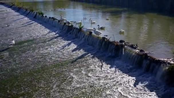 Tagus Ποταμός Πάπιες Στο Θέρετρο Της Aranjuez Δίπλα Στο Βασιλικό — Αρχείο Βίντεο