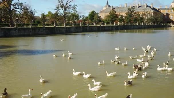 Río Tajo Con Patos Localidad Turística Aranjuez Junto Palacio Real — Vídeo de stock