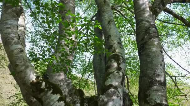 Egy Százéves Bükkfa Hatalmas Ágai Egy Erdőben Baszkföldön Spanyolországban — Stock videók