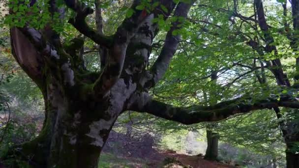 Enorme Takken Van Een Honderd Jaar Oude Beukenboom Een Bos — Stockvideo