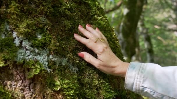 Mão Das Mulheres Acariciando Textura Musgo Tronco Uma Grande Árvore — Vídeo de Stock