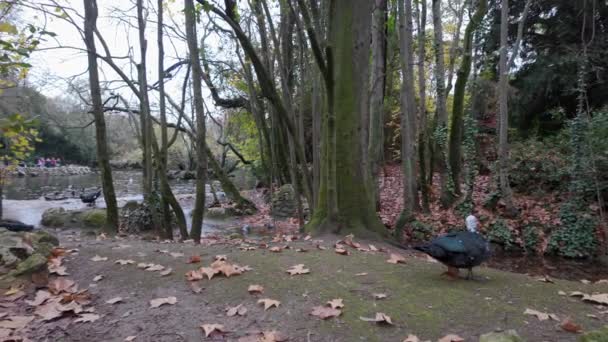 Kaczki Gołębie Spacerujące Parku Campo Grande Valladolid Hiszpania — Wideo stockowe