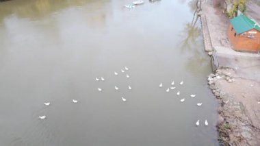 Castilla Leon 'da Valladolid' i geçen Pisuerga Nehri 'ndeki ördekler.