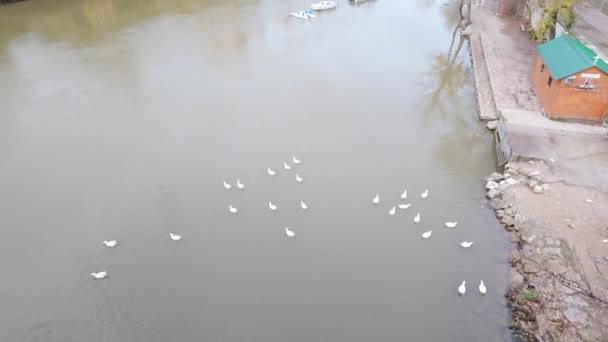 穿过卡斯蒂利亚里昂Valladolid市的Pisuerga River上的鸭子 — 图库视频影像