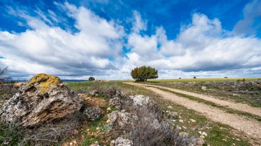 Toprak bir yol çimenli bir tarladan geçer. Uzakta yalnız bir ağaç, kabarık kümülüs bulutlarıyla benekli bir gökyüzünün altında, sakin bir doğal manzara yaratır.