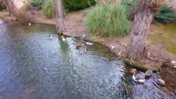 中世纪小镇阿朗达 德杜埃罗的一条溪流中 鸭子在平静地游泳 — 图库视频影像