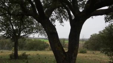 Büyüleyici bir video, bir çit tarafından çerçevelenmiş, gür dalları ve yapraklarıyla görkemli bir ağaç yakalıyor. Kamera, gökyüzüne doğru yukarı doğru çekimler de dahil olmak üzere çeşitli açıları inceler.
