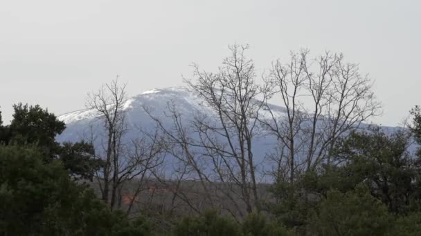 Висока Гора Вкрита Снігом Зеленими Деревами Передньому Плані Рухається Вітром — стокове відео