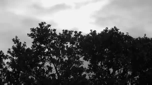 Ветви Холмистых Дубов Двигаются Ветром Фоне Солнца Покрытого Облаками — стоковое видео