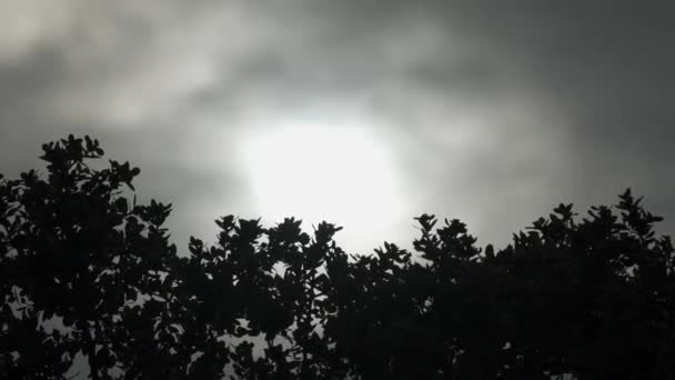 Branches Holm Oak Trees Moved Wind Background Sun Covered Clouds — Stock Video