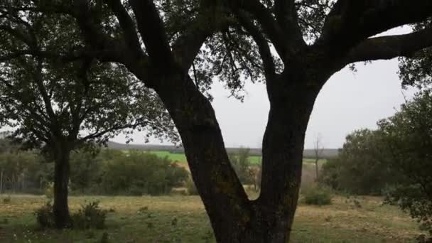 Fängslande Video Fångar Ett Majestätiskt Träd Med Grönskande Grenar Och — Stockvideo
