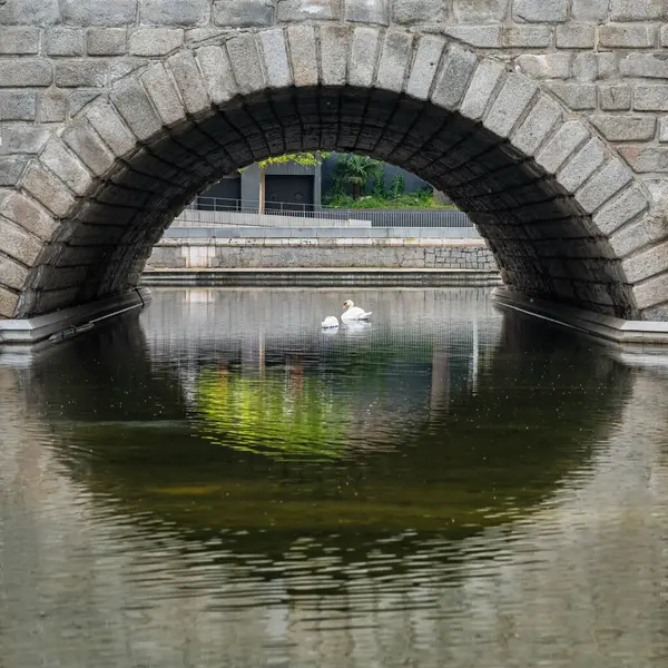Stone Arch Bridge Framing Swans Swimming Water Manzanares River Madrid Stockfoto