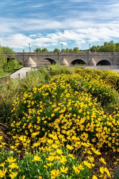 Yellow Flowers Sprouting Next Manzanares River City Madrid Spain lizenzfreie Stockfotos