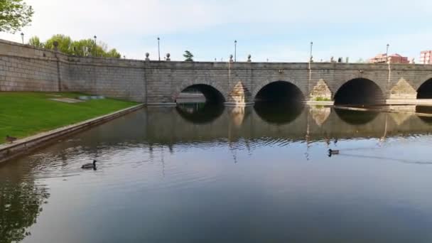 Ducks Swimming Enjoying Water Manzanares River City Madrid Spain — ストック動画