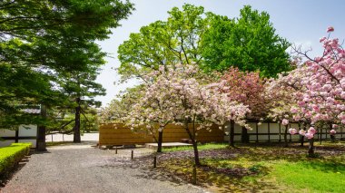 Cherry blossoms with their white blossoms in the Japanese gardens of Nijo Castle, Kyoto