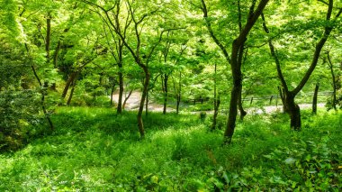 Güzel bahar manzarası ve Kiyomizu Tapınağı 'nın bulunduğu dağlar, Kyoto.