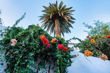 Santa Cruz de la Palma, Kanarya Adaları 'nın duvarlarından sarkan güzel çiçekler