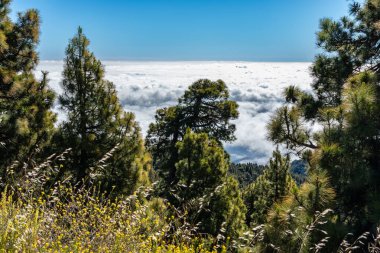 Kanarya çam ve bulutlarının manzarası sahnenin altında, La Palma, Kanarya Adaları