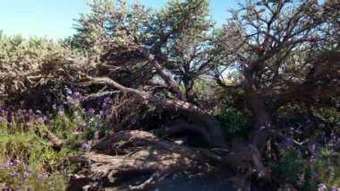Volkanik dağın tepesinden, La Palma, Kanarya Adaları 'ndaki bitkilerle muhteşem bir manzara.