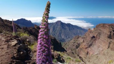 Muhteşem manzaraları süsleyen Kanarya Adaları 'nın endemik bitkileri, La Palma