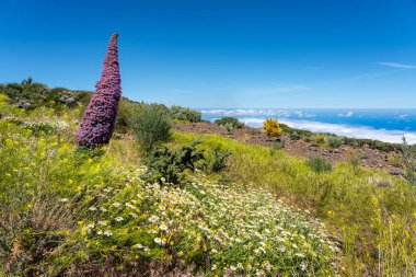 Dağın tepesindeki manzara. Tajinaste bitkileri ve aşağıdaki bulutlar denizi. La Palma Adası, Kanarya Adaları.
