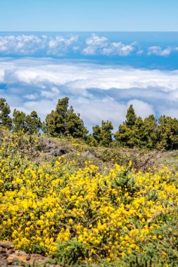 Sarı çiçekli ve dağ zirvesinin altında bulut denizi bulunan büyüleyici manzara, La Palma, İspanya