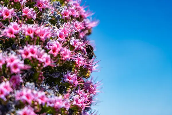 stock image Small flowers of the endemic plant Tajinaste and pollination by insects in spring, La Palma Island