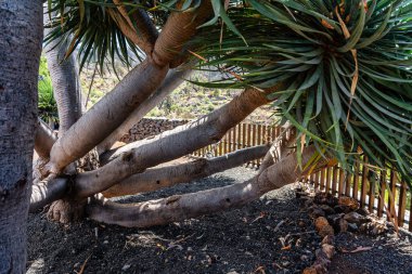 İspanya 'nın La Palma adasında Kanarya kökenli Drago adı verilen ağacın dalları