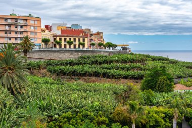 İspanya 'nın Kanarya Adaları' ndaki La Palma tropikal adasındaki evlerin yanında muz çiftliği