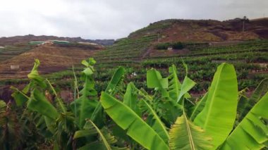 Ağaçlarda yetişen yeşil muzlar. Muz tarlasında yeşil tropikal muz meyveleri. Tenerife 'deki Tenerife muz çiftlikleri, Kanarya adaları, İspanya. Tarım ve muz üretim kavramı