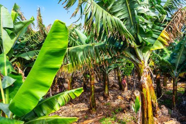 Ünlü Kanarya Adası muzunu üreten tropikal ağaçlar kalitesiyle çok saygı duyulan Isla de La Palma