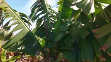 Dev muz yaprakları ve toplanmaya hazır muz demetleriyle büyük muz bitkileri, La Palma, Kanarya Adaları