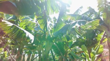 Güneş, La Palma, Kanarya Adaları 'ndaki bitkinin yapraklarının arasından geçerken muz çiftliğinin yavaşlaması.