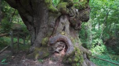 İspanya 'nın Galiçya ormanlarında bin yıllık bir kestane ağacı.