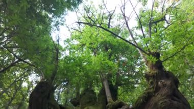 Etkileyici gövdesi olan antik bir kestane ağacıyla büyüleyici bir orman, Galiçya, İspanya