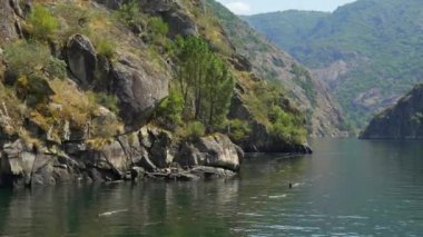 İspanya 'nın Galiçya bölgesindeki Ribeira Sacra kanyonunda Sil Nehri' nden geçen bir teknenin sinematik videosu.