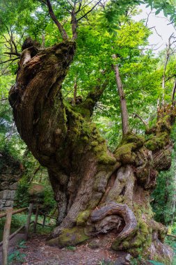 Binlerce yıllık Kestane ağacı Ribeira Sacra 'nın iç ormanlarında Galiçya' daki Sil Nehri 'nin yanında..