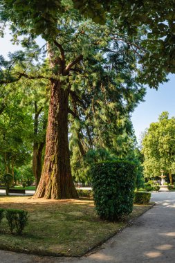 Giant sequoia in the Rosalia de Castro park, in the city of Lugo clipart