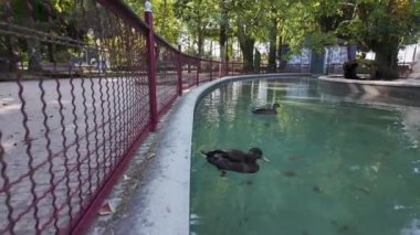 Sıcak bir yaz gününde gölcüklü halka açık bir park, Lugo, Galiçya