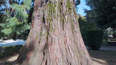 Galiçya 'nın Lugo şehrindeki bir parktaki dev sekoya ağacı.