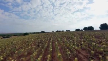 İHA 'lar ayçiçeği tarlasında uçuyor. Yağmur eksikliği ve Orta İspanya' da kuraklık yüzünden kuruyor.