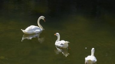 Göletin dibindeki Pazo de Oca, Galiçya 'da yiyecek aramak için kafasını suya sokan beyaz kuğu.