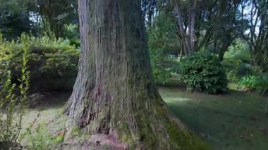 Galiçya 'nın Pazo de Oca bahçesindeki etkileyici yüksek sekoya ağacı.