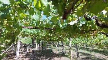 Galiçya 'da Cambados şarabı üreten sarmaşıklara asılmış beyaz üzümler..