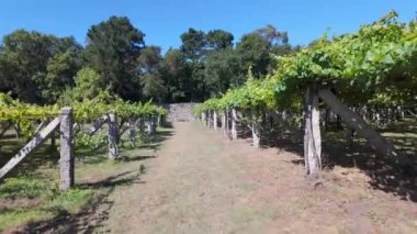 Galiçya 'nın Cambados kentindeki antik taş sütunlardaki üzüm bağlarının uzantısı