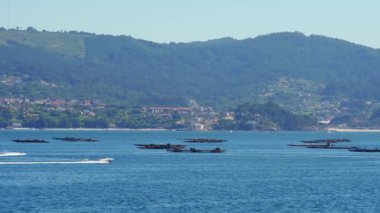 Pontevedra, Galiçya 'da bateas adı verilen midye üretimi platformları