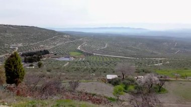 Olgun siyah zeytinli pek çok zeytin ağacı Endülüs 'te sıra sıra yetişiyor Jaen, İspanya, zeytin yağı üretimi.