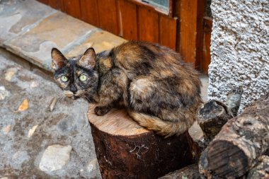 İspanya 'da bir köyün caddesinde odun yığını üzerinde dinlenen küçük sokak kedisi..