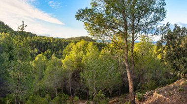 Güneşli bir günde şafak vakti çam ağaçları ve yemyeşil ağaçlarla Akdeniz ormanları