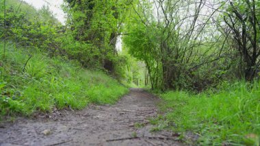 Yürüyüş yapan adam ormanda yürüyor ve yol boyunca çöp atıyor.
